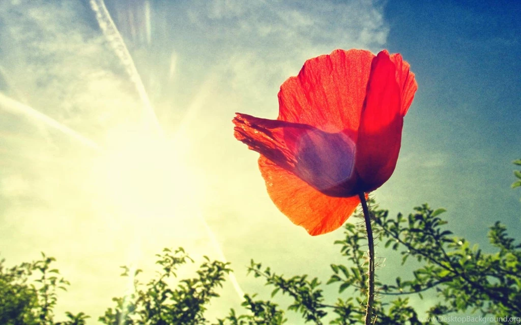 HD Wallpapers » 1280X800 » Flowers » Poppy_Flower High Quality ...