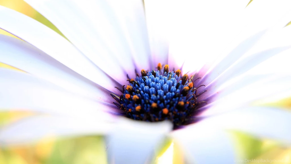 Flower Wallpapers High Resolution (4) – Amazing Trends