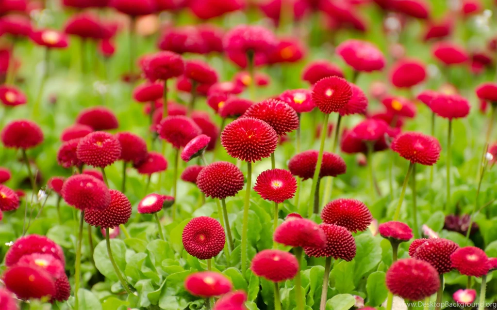 Red Flower Wallpapers High Quality Resolution : Flower Wallpapers ...