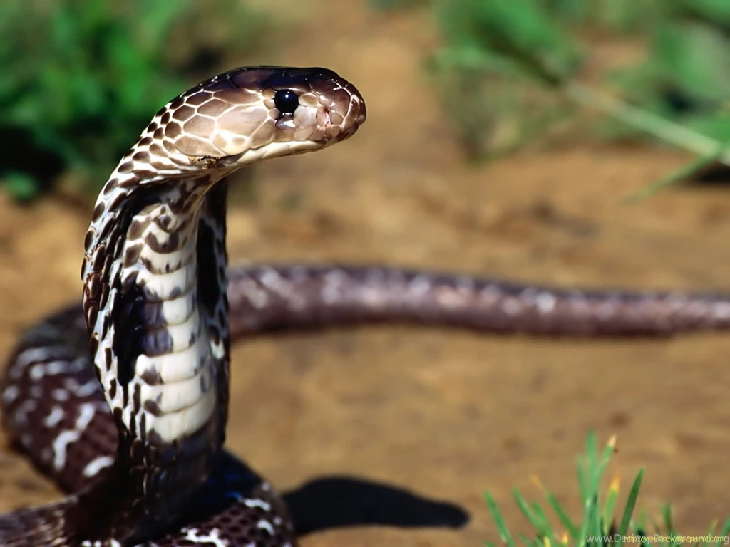 Black Cobra Snake Images Wallpapers