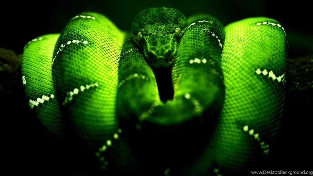 Green Cobra Snake Hd Wallpapers