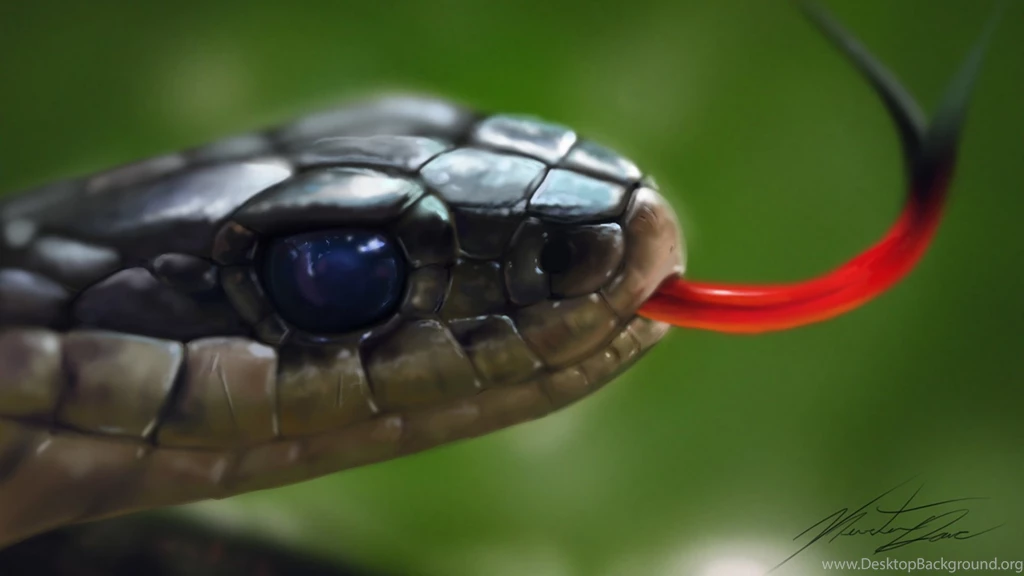 Cobra Snake HD Wallpapers