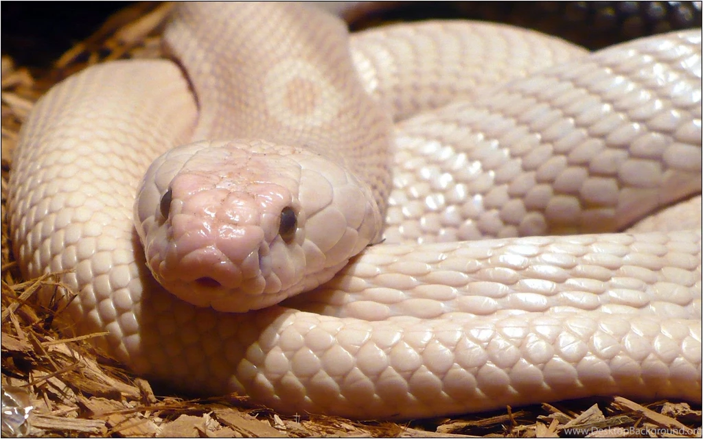 White Cobra Snake Hd Photos