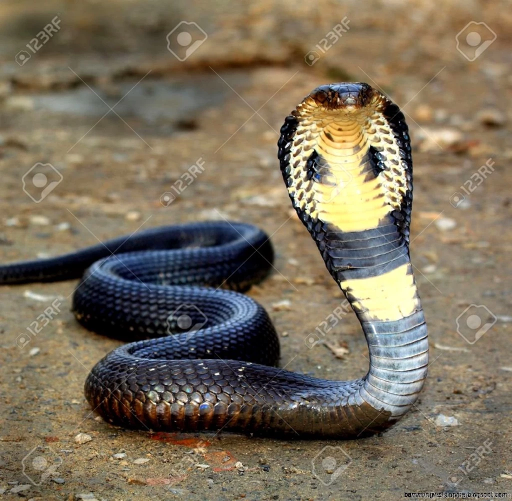 Cobra Snake