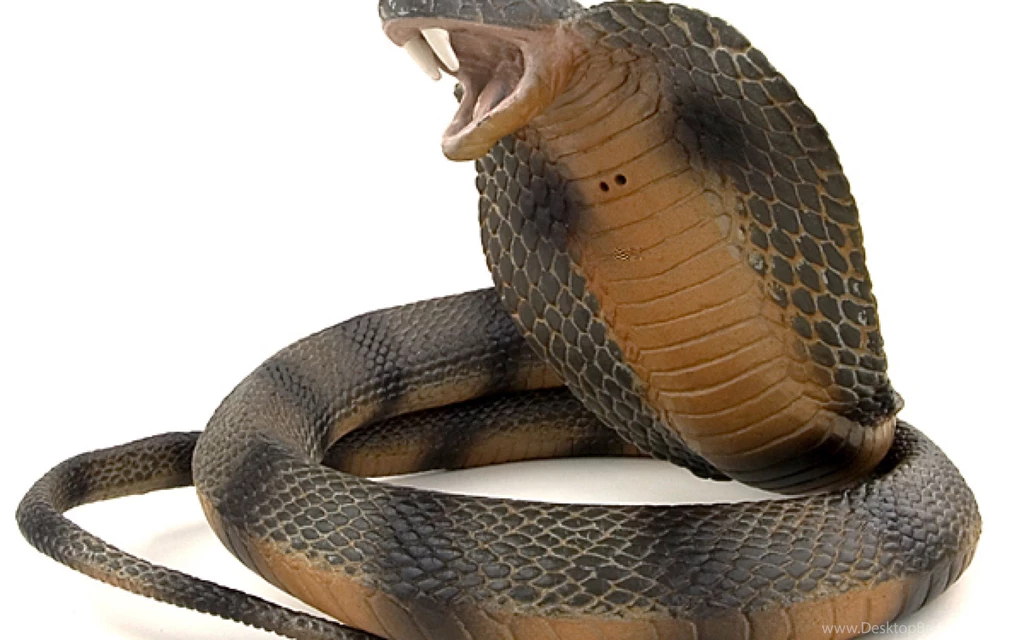 Cobra Images Snake