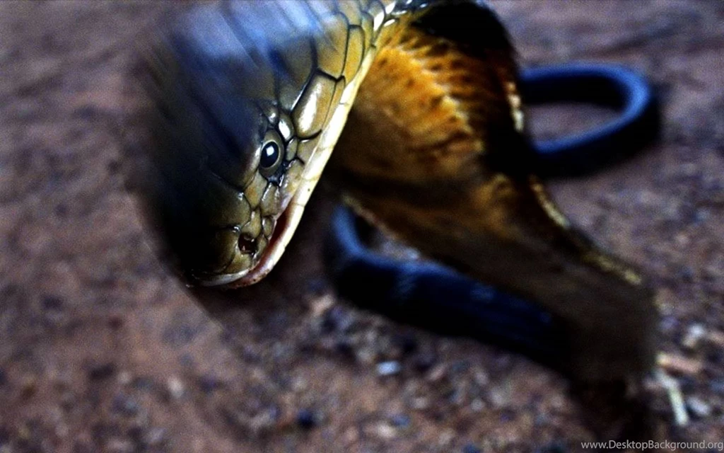Snake King Cobra (id: 104579) – BUZZERG