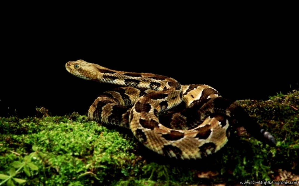 Black Cobra Wallpapers