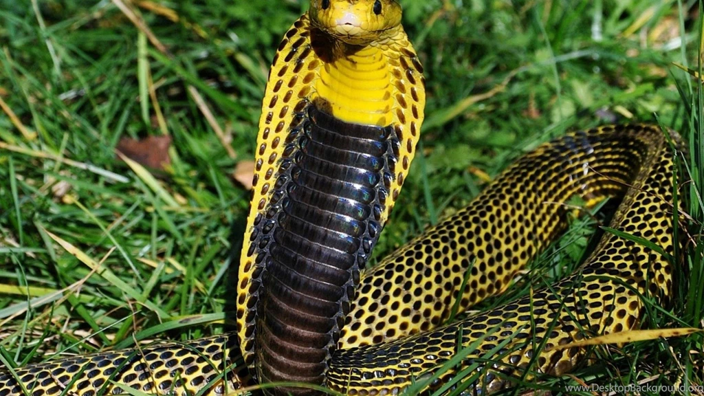 Cobra Samar Snake Animals Samar Cobra HD Wallpapers, Desktop ...