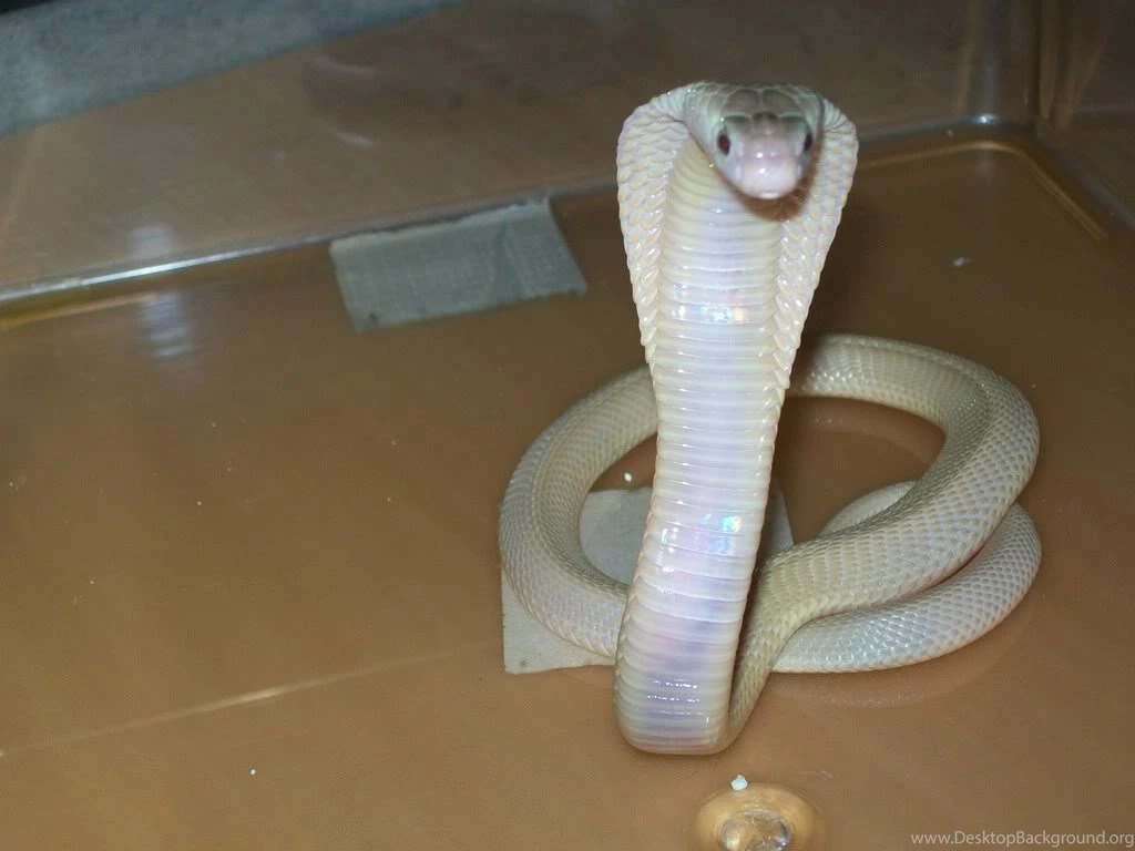 Download Cobra Snakes Wallpapers 1024x768