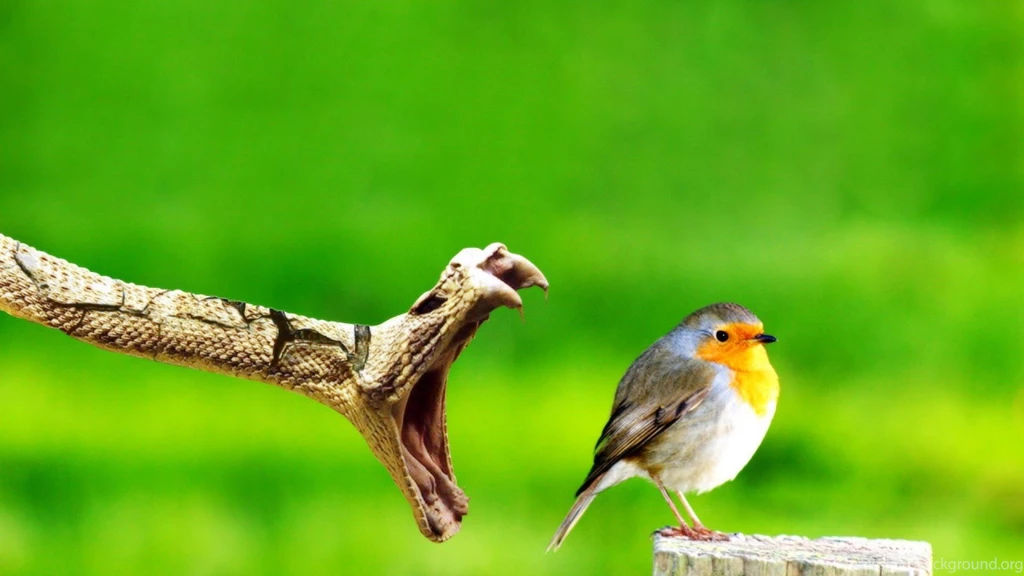 Snake Eat Bird Image