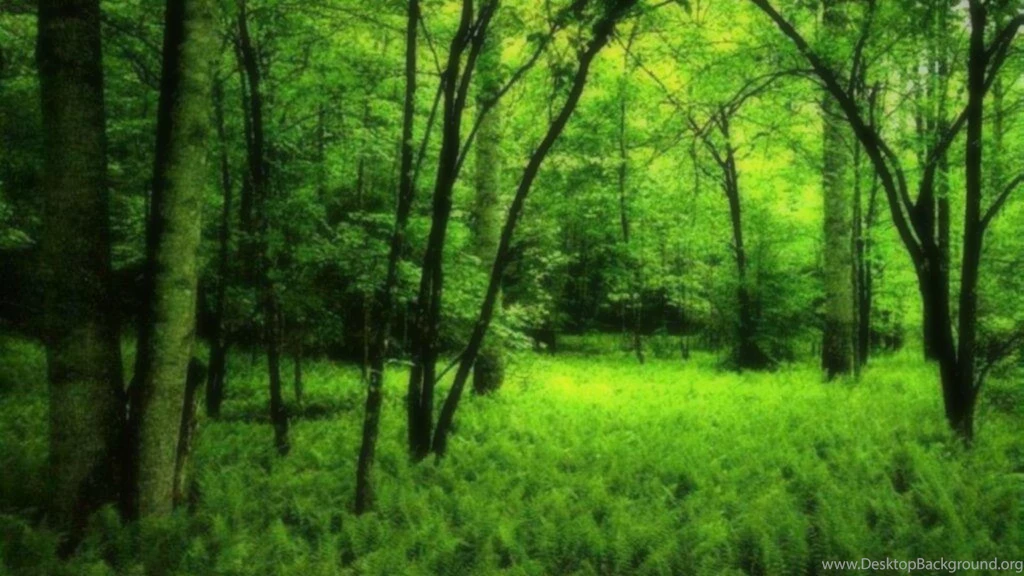Awesome Forest Hd Wallpapers   (