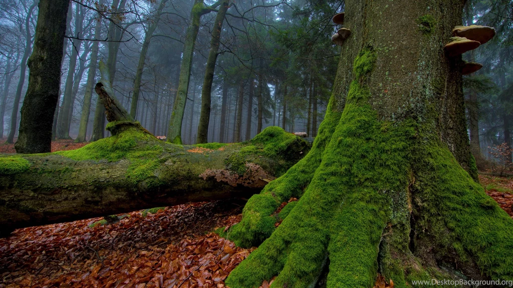 Mossy Forest HD Wallpapers