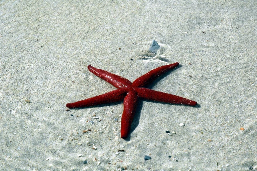 BeachX2: Red Star On The Beach Wallpapers