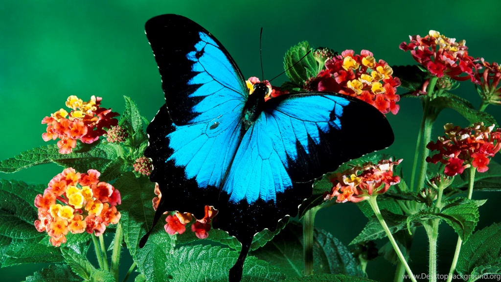 Amazing Beautiful Colorful Butterfly Full HD Wallpapers 1920×1080 ...