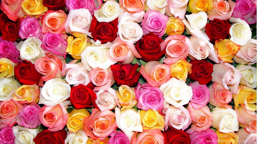 Wallpaper: Buds, Flowers, Different, Roses, Many, Colors, Colorful ...