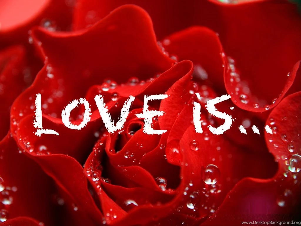 Rose Wallpapers Hd