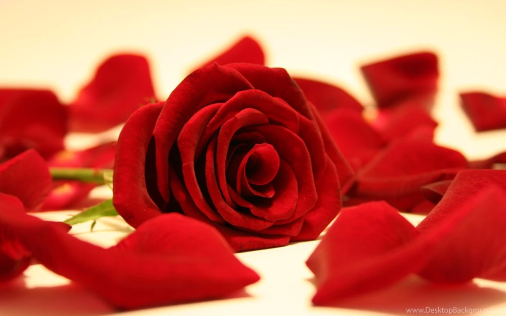 Red Flower Wallpapers
