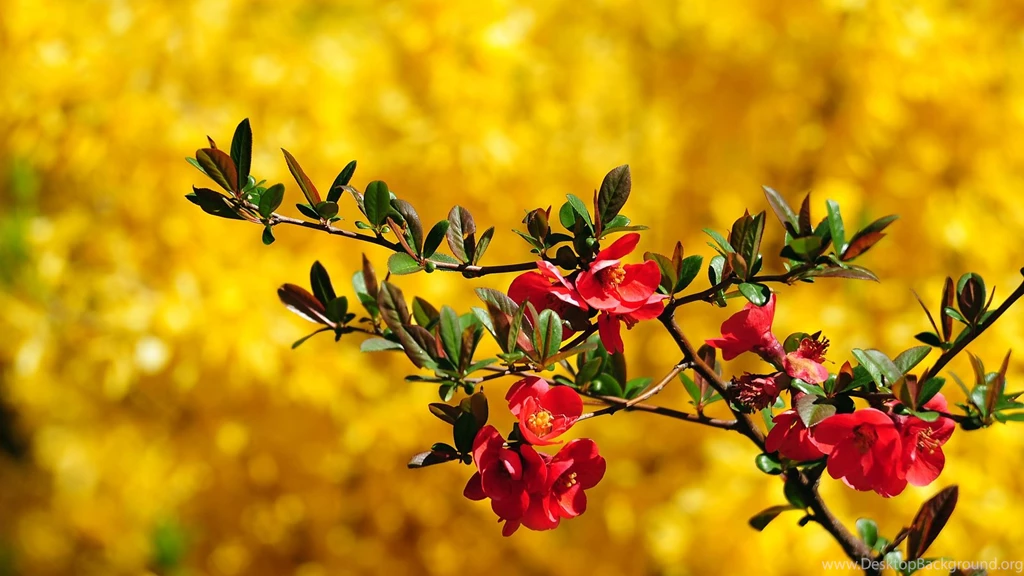 HD Top 10 Wallpapers