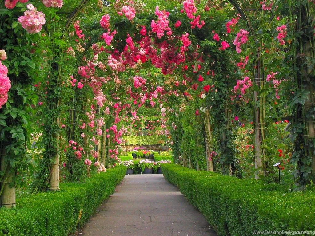 Gardens Wallpaper: Red Rose Flower Garden Wallpapers Http ...