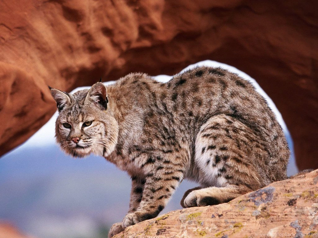 Bobcat Wallpapers