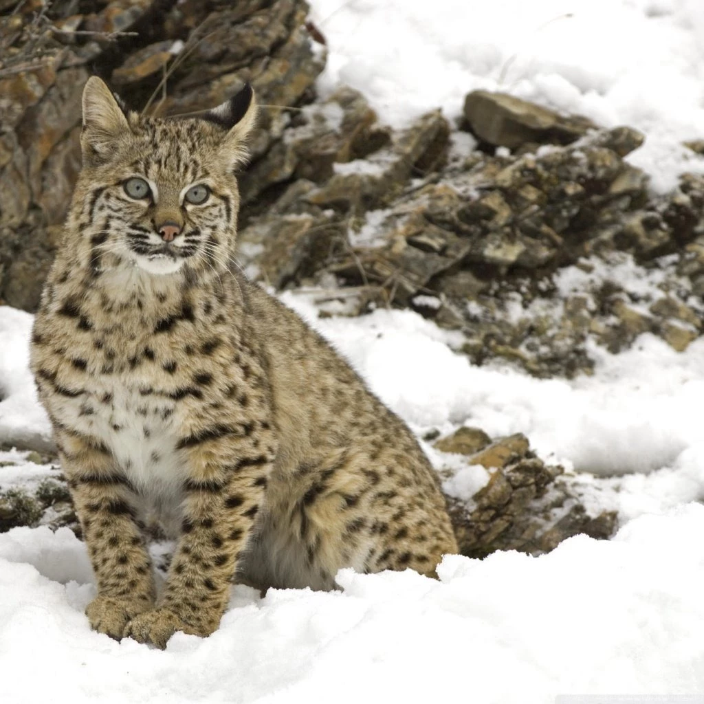 Winter Snow Bobcat HD Desktop Wallpapers : Widescreen : High ...