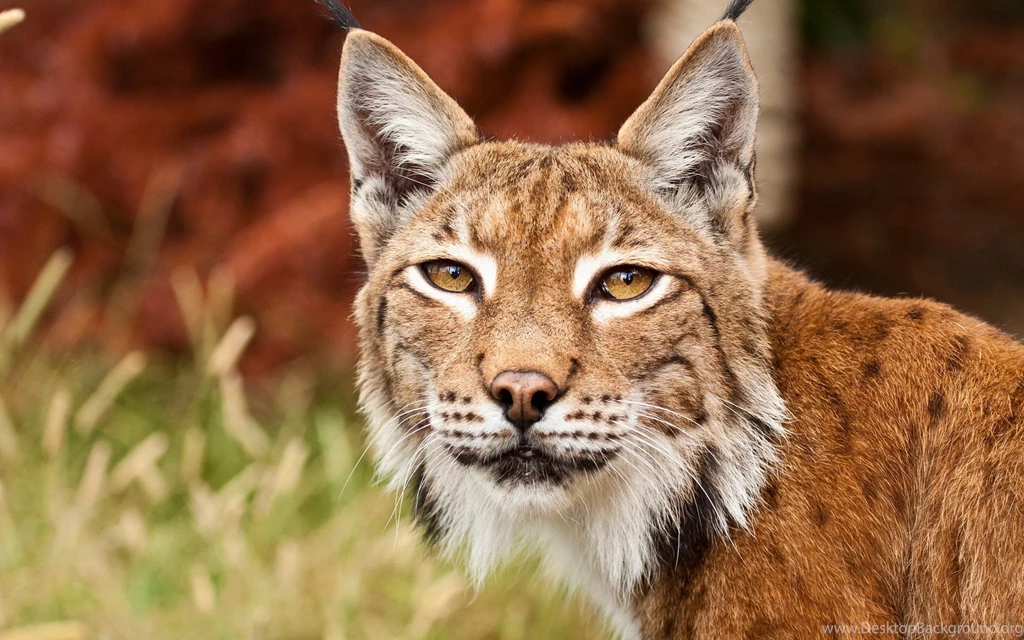 Wallpapers For Bobcat ⇒ Resolution 1680x1050px