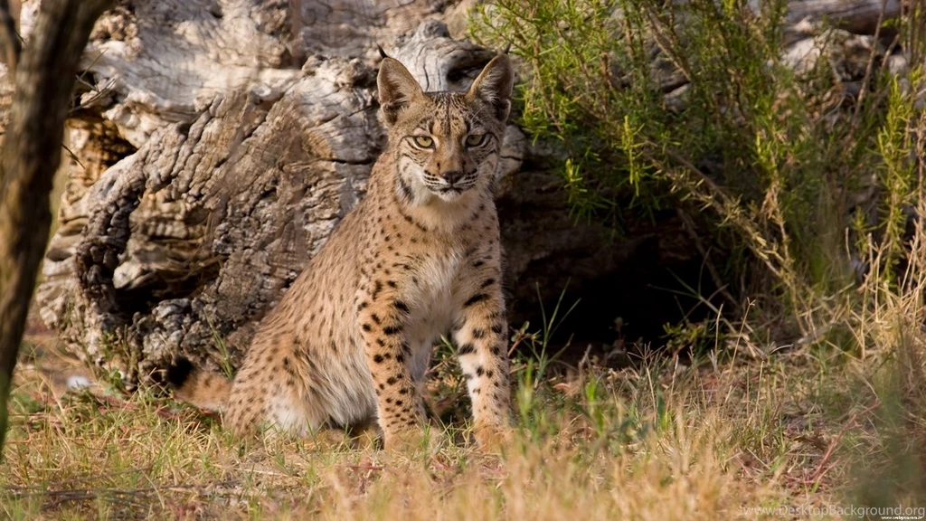 20 Bobcat HD Wallpapers