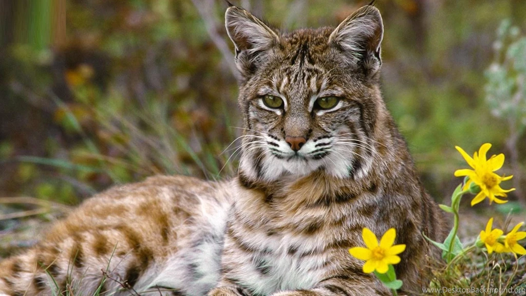 Bobcat Close Up Wallpapers For PC