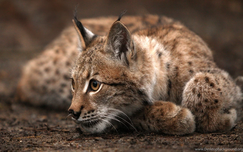 Bobcat Resting Somewhere In The Woods Wallpapers Photo.