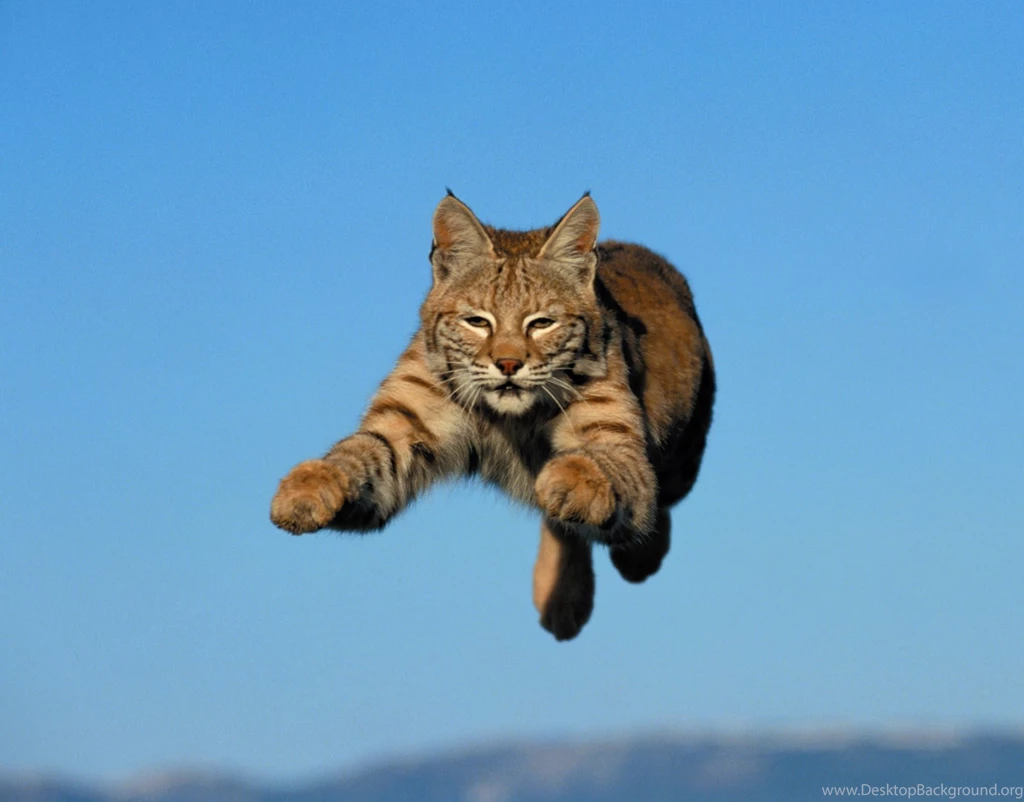 Bobcat Images