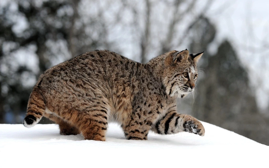 Pet Lynx For Sale Wallpaper.