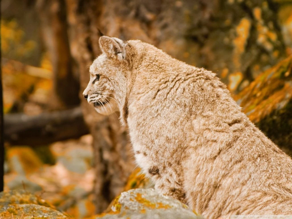 Bobcat HD Desktop Wallpapers : High Definition : Fullscreen : Mobile