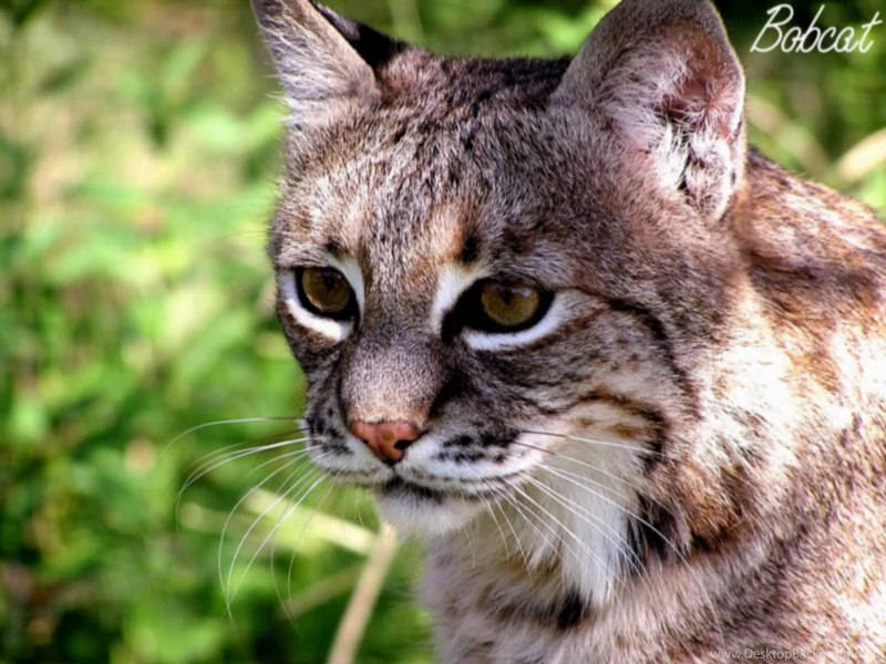 Wallpapers Collections: Bobcat Pictures