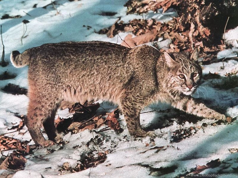 Best Animal Bobcat Wallpapers Best Blog WallpaperLikjen Create