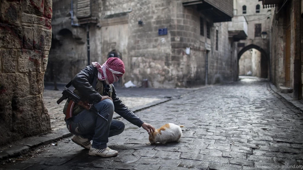 War, Cat, Street, Gun, Aleppo, Syria Wallpapers HD / Desktop And ...