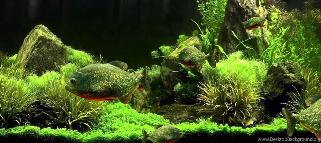 Realistic 3D Piranha Fish Aquarium Live Wallpapers YouTube
