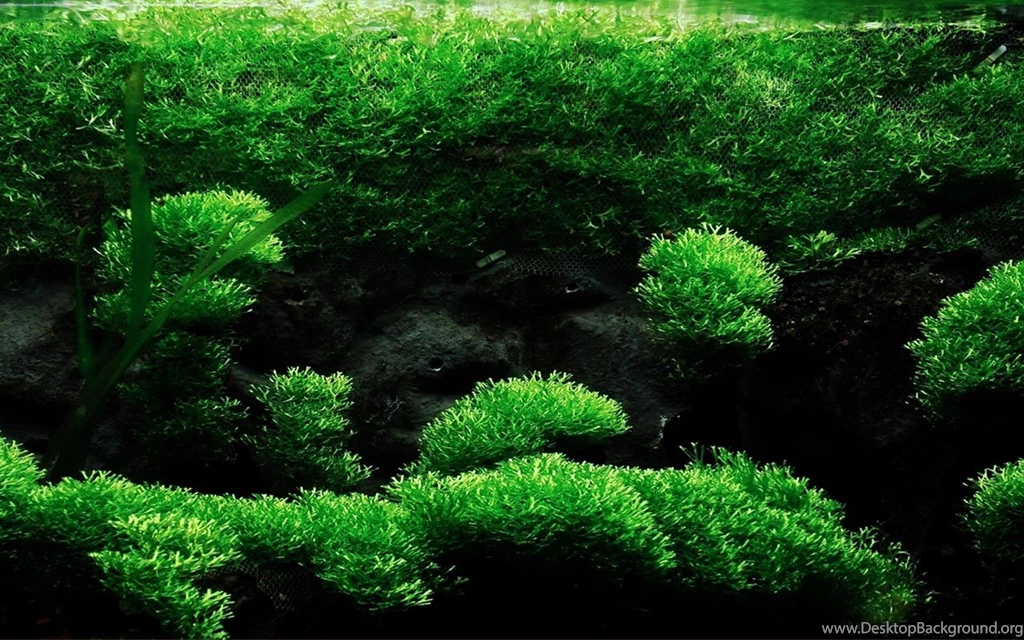 Mini Aquarium Creative Design Wallpapers 10 － Plant Wallpapers ...