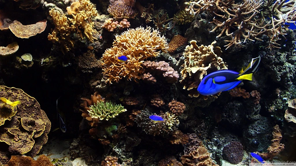 HD Aquarium Fish Tank Wallpapers Widescreen Full Size ...