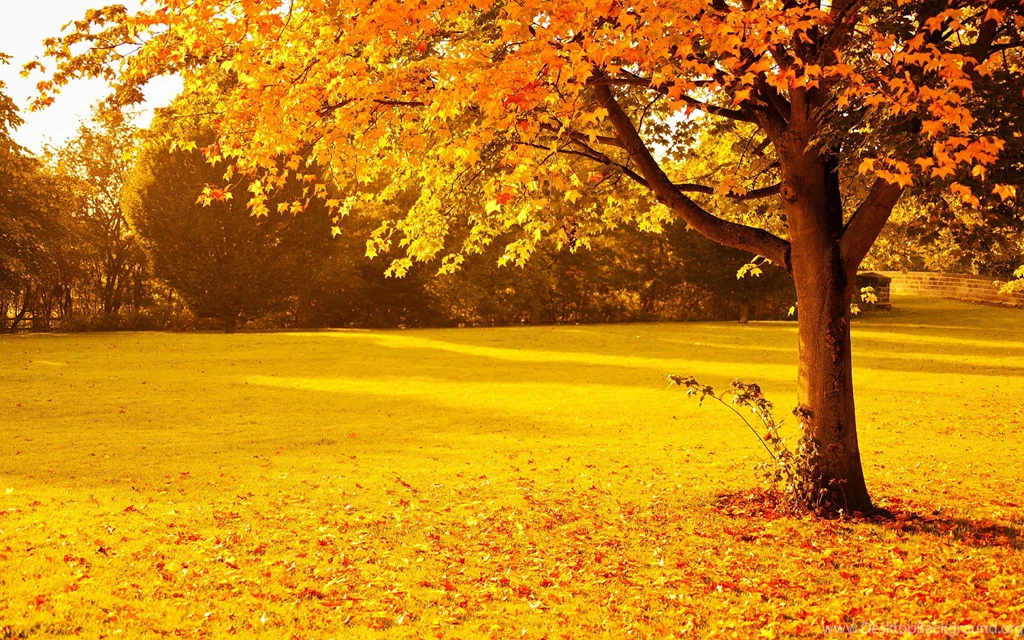 Yellow Red Autumn Park Wallpapers