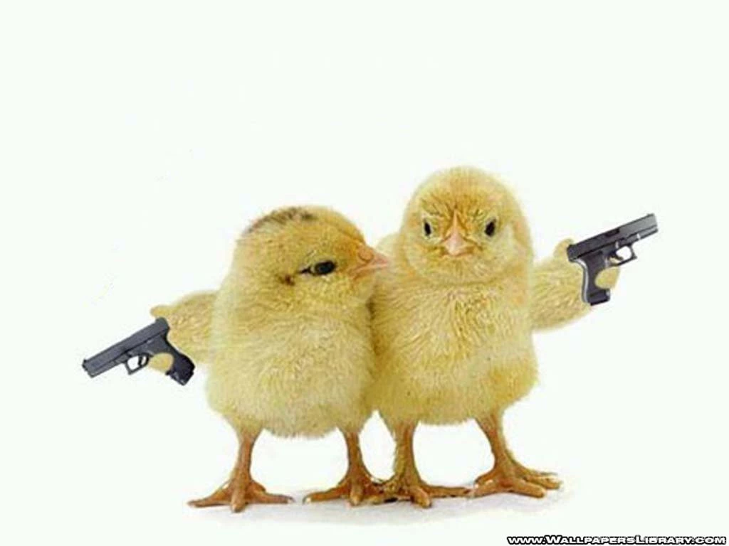 Funny wallpapers download 12.jpg