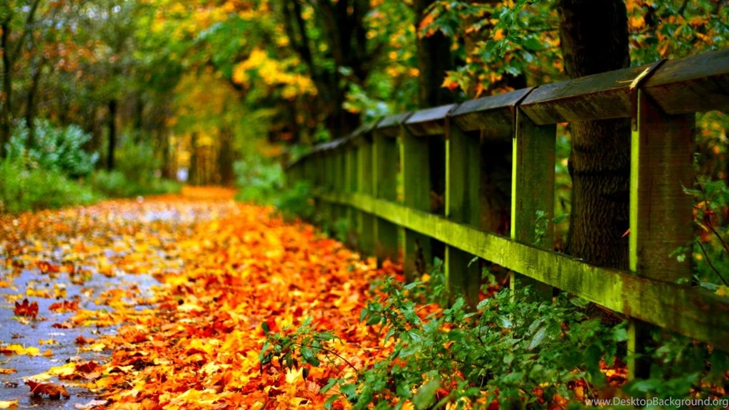 Autumn leaves on road hd for desktop widescreen wallpaper download ...