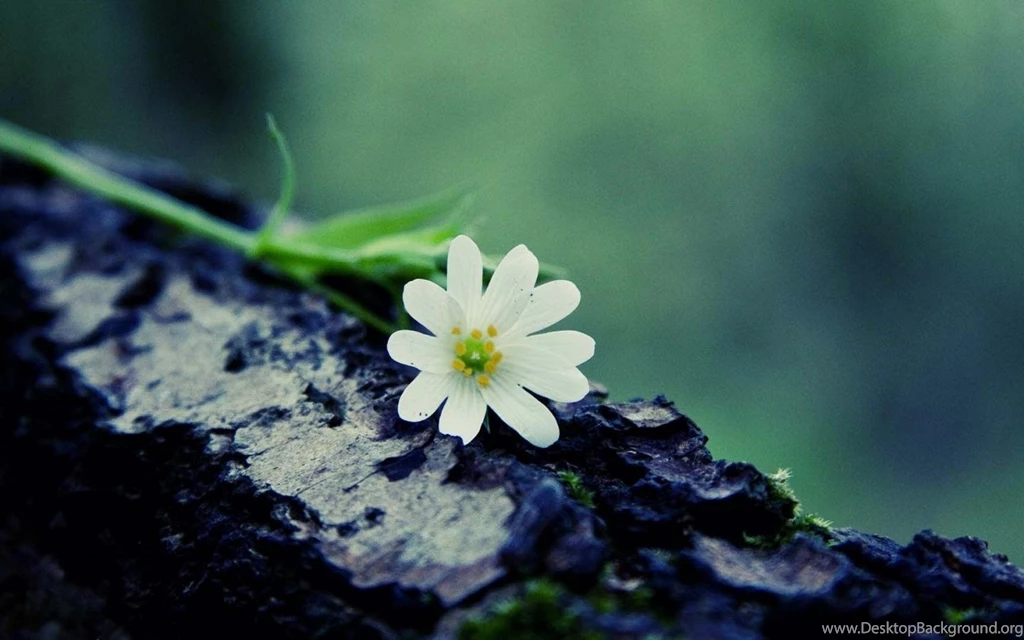 The Flowers Beautifully Desktop Wallpapers 1440x900 Widescreen Hd ...