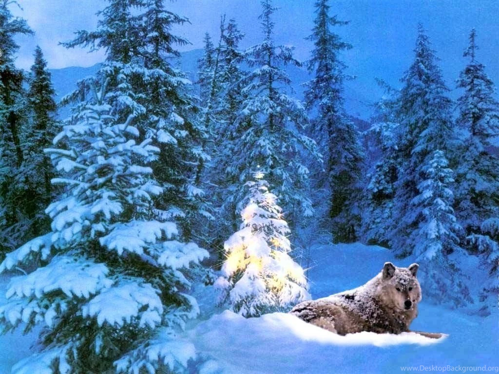 Christmas Wallpapers Wolf Wallpapers