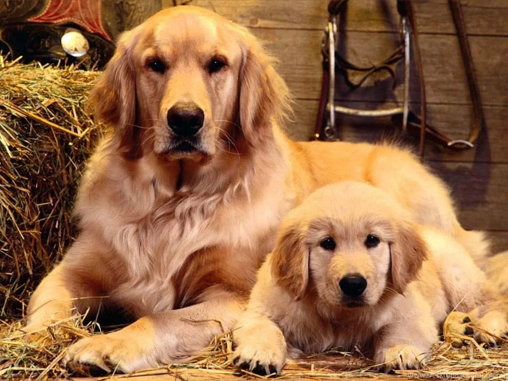 Golden Retriever And Puppy Wallpapers Hd Wallpapers Wallpapermine ...