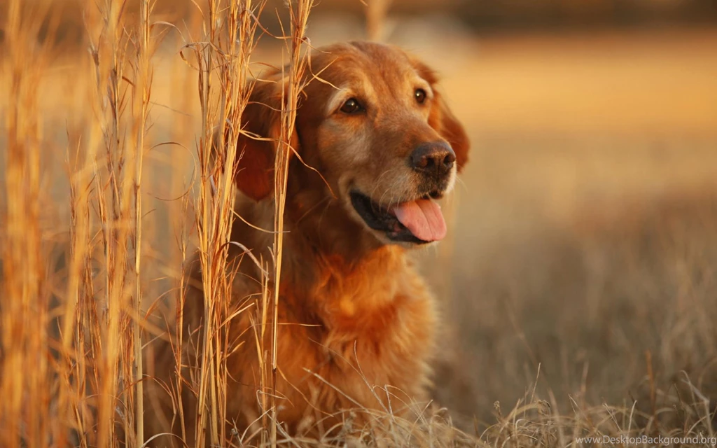 Beauty Golden Retriever Wallpapers