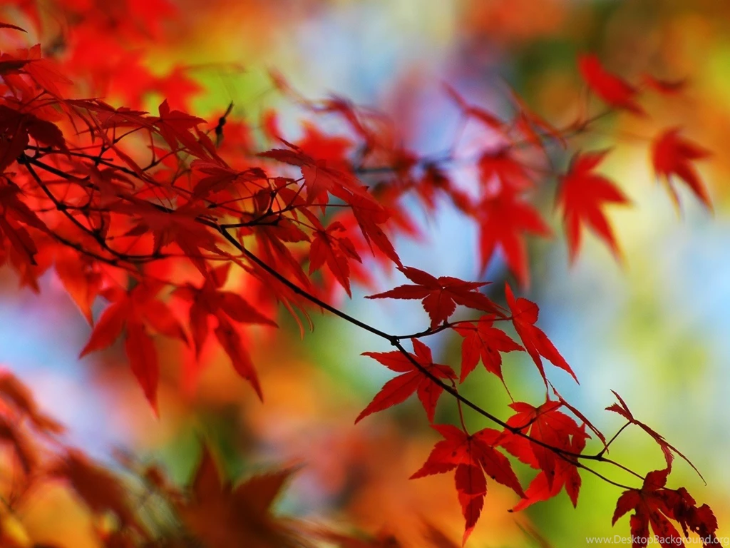Hd wallpapers autumn leaves wallpaper wallpapersdesktop 1600×1200 ...