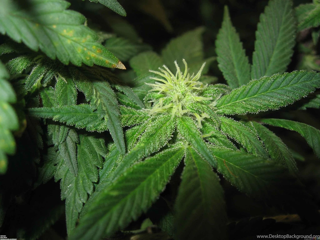 Weed Plant Wallpapers Wallpapers Zone