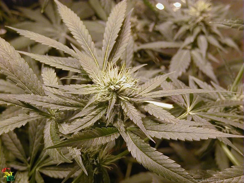 Marijuana Glefia.com Wallpapers