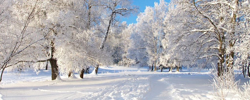 Download Wallpapers 2560x1024 Trees, Hoarfrost, Snow, Cover, Gray ...