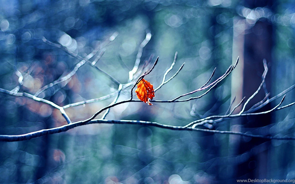 Winter Tree Leaf Wallpapers